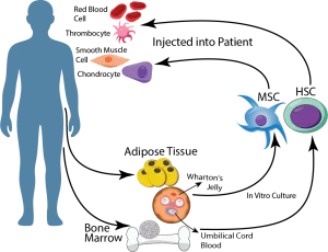 Adult Stem Cell - Sel Punca Dewasa