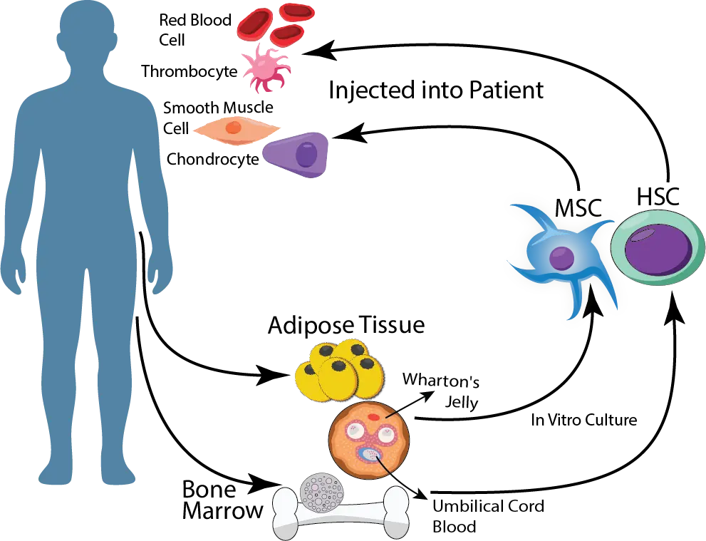 Adult Stem Cell - Sel Punca Dewasa