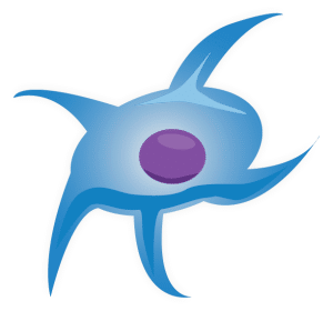 Mesenchymal Stem Cell