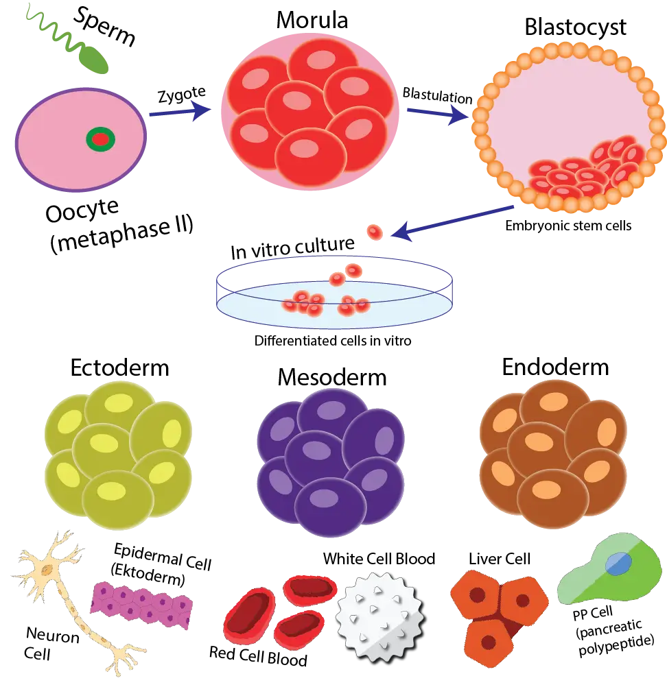 Embryonic Stem Cell SCCR