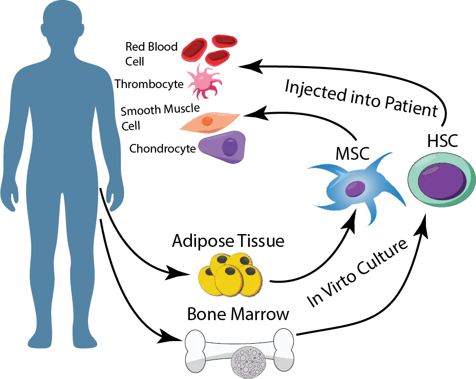 ilustrasi Sel Punca Dewasa - Adult Stem Cell